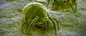 dust mites